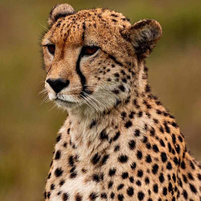 A cheetah in its natural habitat